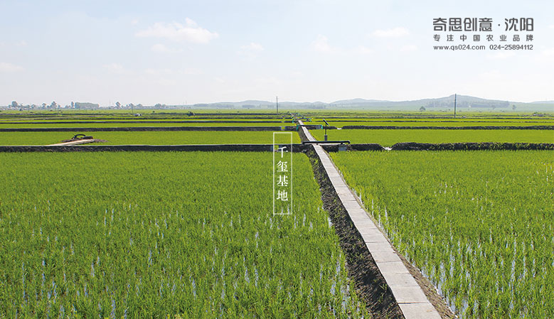 專(zhuān)業(yè)大米包裝設計，大米品牌策劃，大米袋包裝設計，大米包裝設計公司，五常大米品牌設計，大米編織袋設計