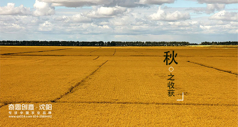 四川香濃米業(yè)，金稗子品牌標識設計，四川大米包裝設計，沈陽(yáng)奇思創(chuàng  )意