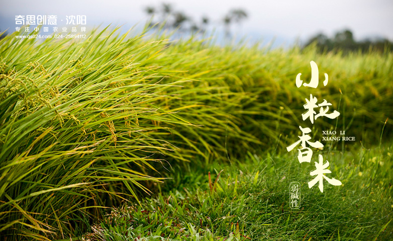 專(zhuān)業(yè)大米品牌包裝策劃設計，專(zhuān)業(yè)大米標志設計，沈陽(yáng)奇思創(chuàng  )意